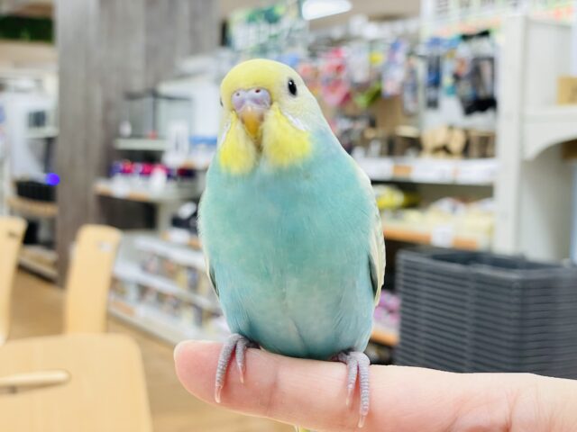 セキセイインコ