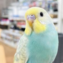 【最新画像】いっぱい食べて大きくなるよ🩵💛セキセイインコ（パステルレインボースパングル）ヒナ