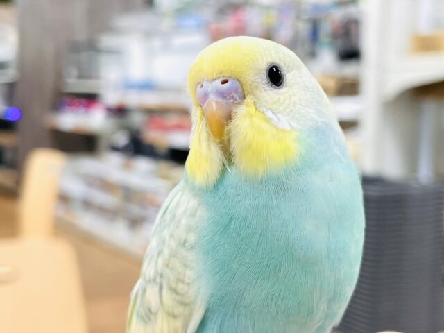 【最新画像】いっぱい食べて大きくなるよ🩵💛セキセイインコ（パステルレインボースパングル）ヒナ