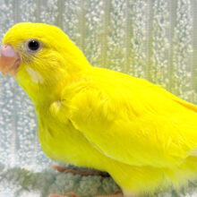 目が合ったらビビビビビ！！！セキセイインコ(ダブルファクター) ヒナ