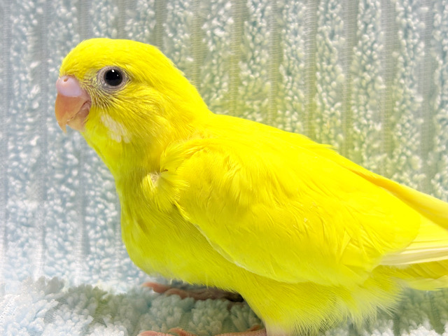 目が合ったらビビビビビ！！！セキセイインコ(ダブルファクター) ヒナ