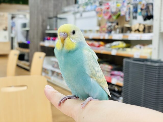 セキセイインコ