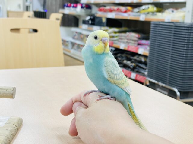 セキセイインコ