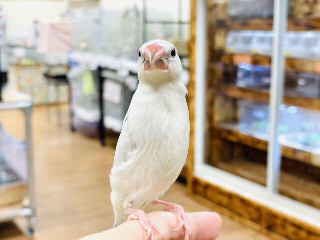 シルバー文鳥
