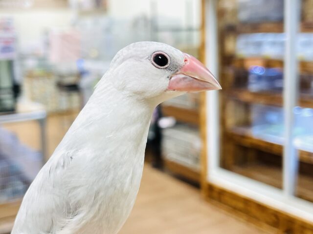 シルバー文鳥
