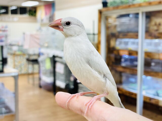 シルバー文鳥