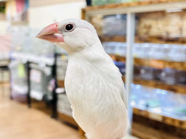 シルバー文鳥
