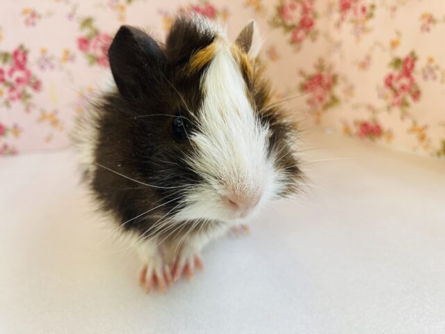 アビシニアンモルモット