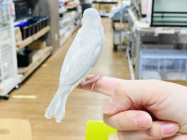 シルバー文鳥