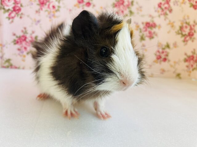 アビシニアンモルモット