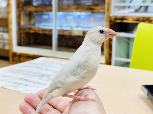 シルバー文鳥