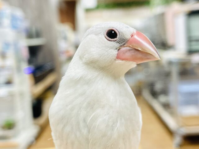 【最新画像】元気いっぱい成長中！シルバー文鳥ちゃん❣️(シルバー文鳥)(ヒナ)
