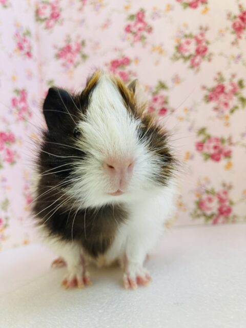 アビシニアンモルモット