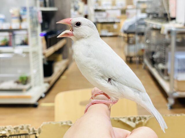 シルバー文鳥