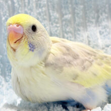 淡々☁️しゃぼん玉🫧セキセイインコ(パステルカラーレインボースパングルパイド) ヒナ