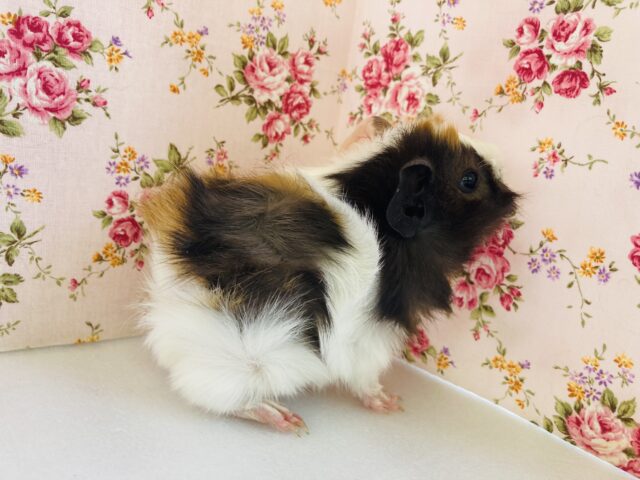 アビシニアンモルモット