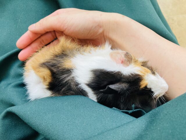 アビシニアンモルモット