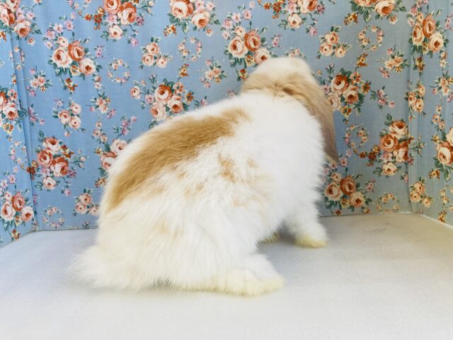 ロップイヤーラビット