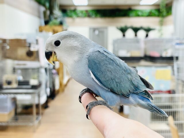 コザクラインコ（小桜インコ）