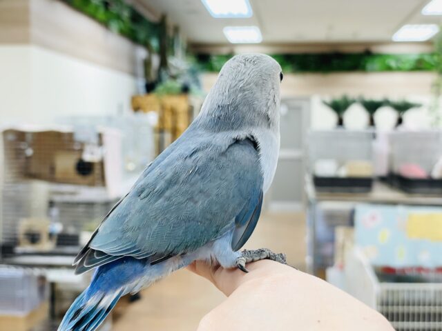 コザクラインコ（小桜インコ）