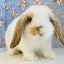 ぎゅ~~っとしたいᰔᩚ🥕かわいすぎロップイヤーラビットさん🐇🫧