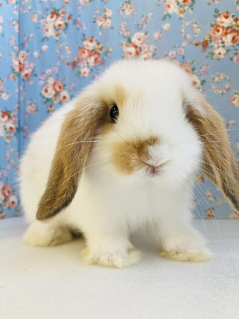ぎゅ~~っとしたいᰔᩚ🥕かわいすぎロップイヤーラビットさん🐇🫧