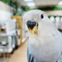 【最新画像】綺麗な羽が生えてきたよ❣️コザクラインコちゃん（ブルーチェリー）ヒナ