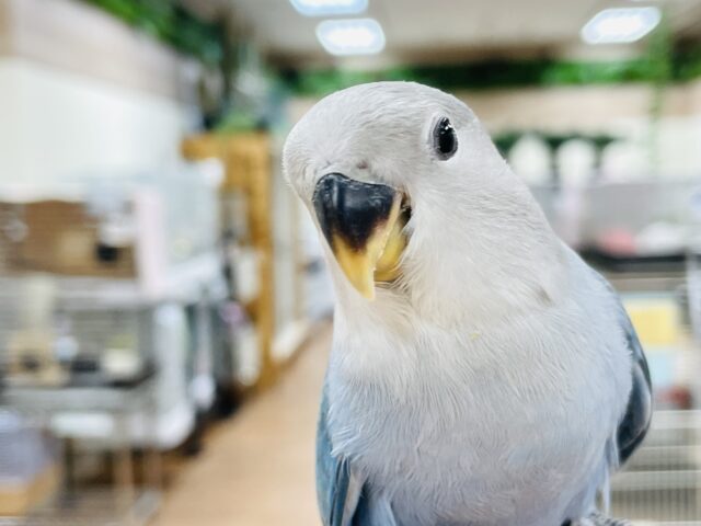 【最新画像】綺麗な羽が生えてきたよ❣️コザクラインコちゃん（ブルーチェリー）ヒナ
