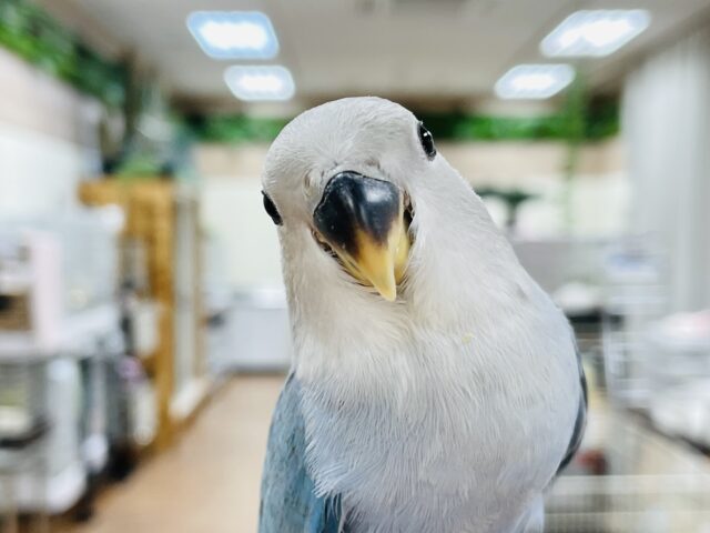 コザクラインコ（小桜インコ）