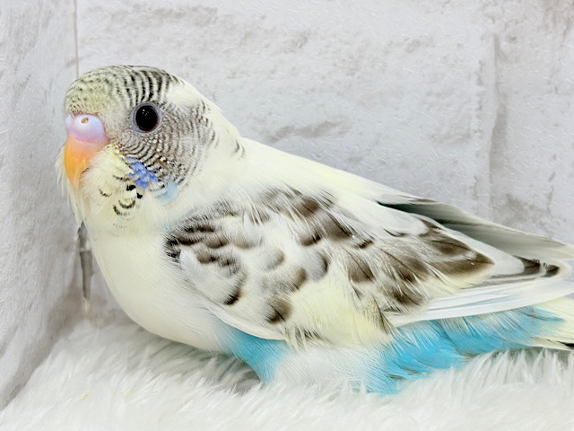 おめめきらきら‪☆セキセイインコ(四色ハルクイン) ヒナ