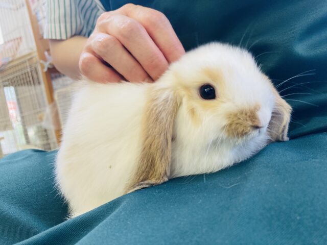 ロップイヤーラビット