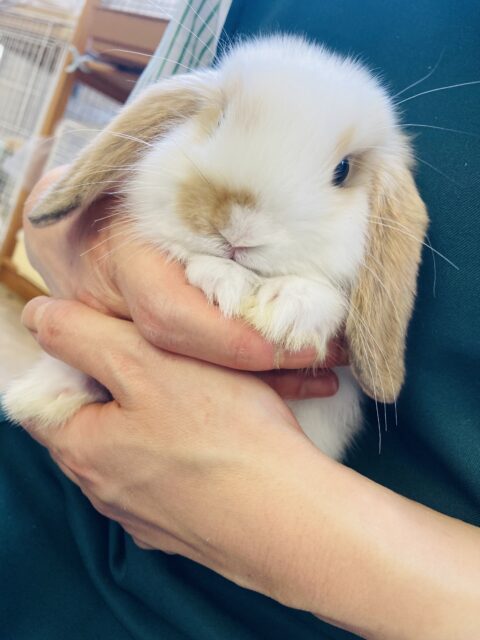 ロップイヤーラビット