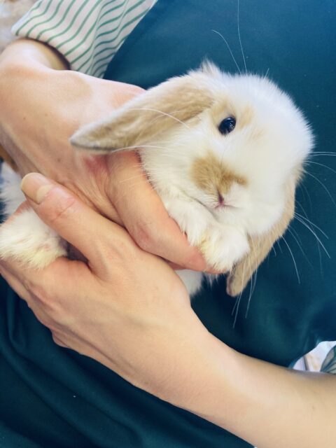 ロップイヤーラビット