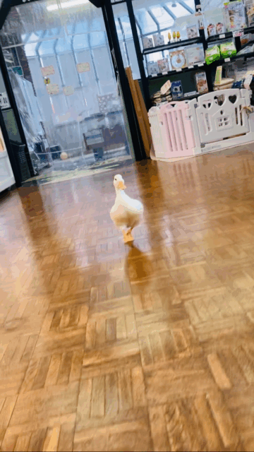 コールダック