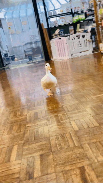 コールダック