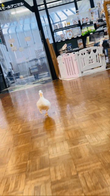 コールダック