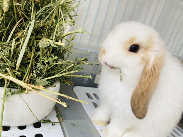 ロップイヤーラビット