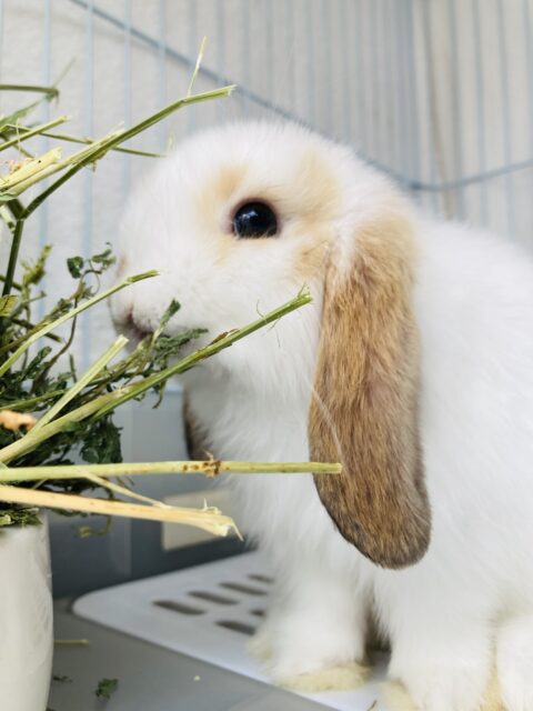 ロップイヤーラビット