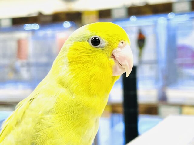 【最新画像】表情豊かなちっちゃいマメたん✨マメルリハ（アメリカンイエロー）男の子