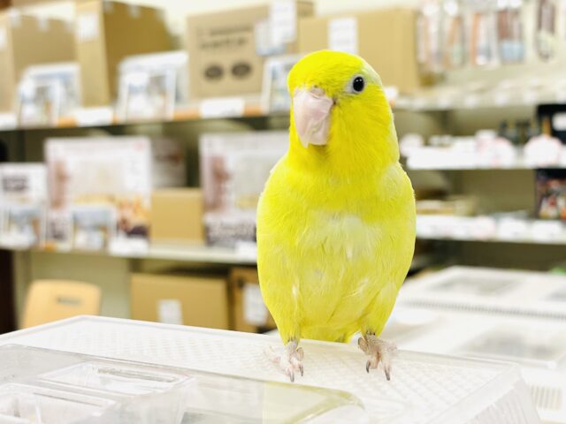 マメルリハ