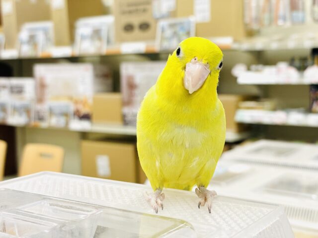 マメルリハ