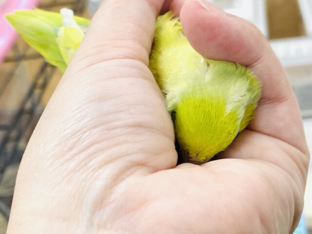 マメルリハ