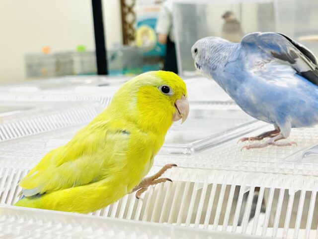 マメルリハ