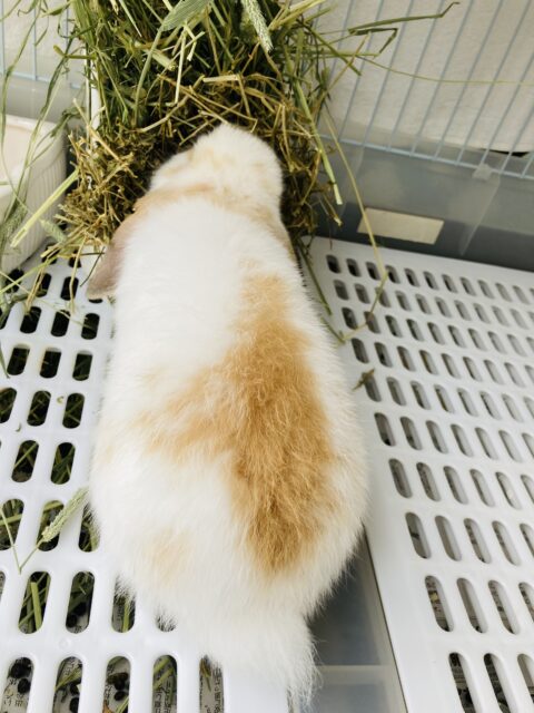 ロップイヤーラビット