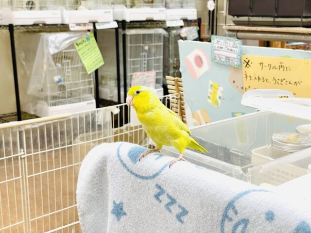 マメルリハ