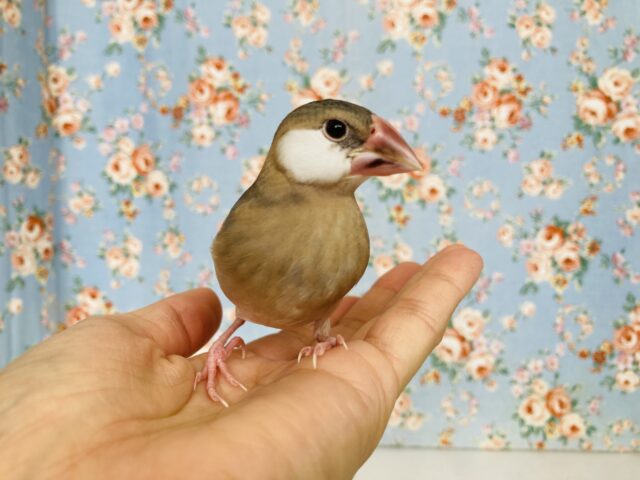 桜文鳥