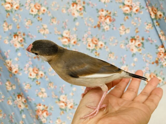 桜文鳥