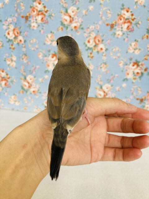 桜文鳥