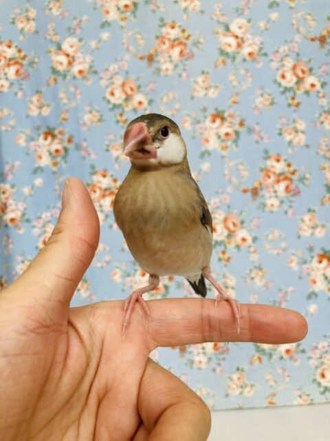 桜文鳥