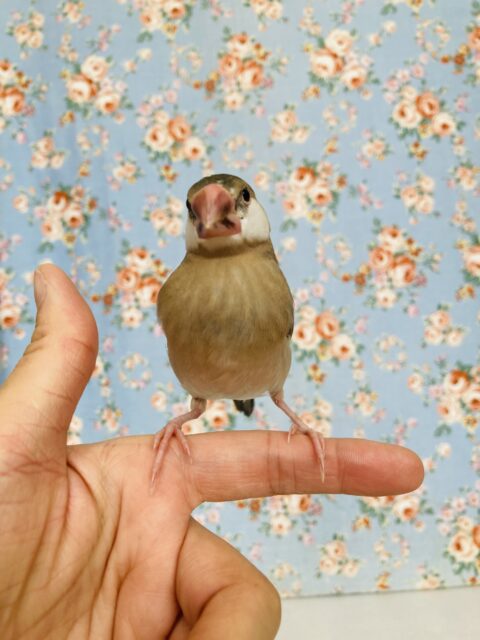 桜文鳥